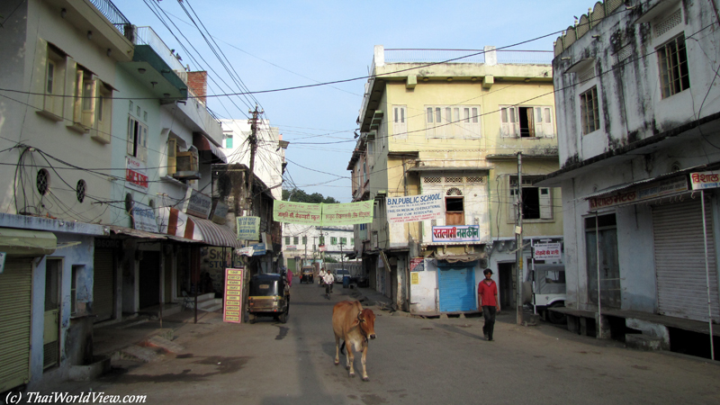 Wandering cow - Udaipur