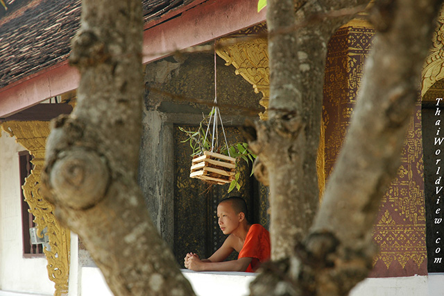 Buddhist novice - Wat Saen