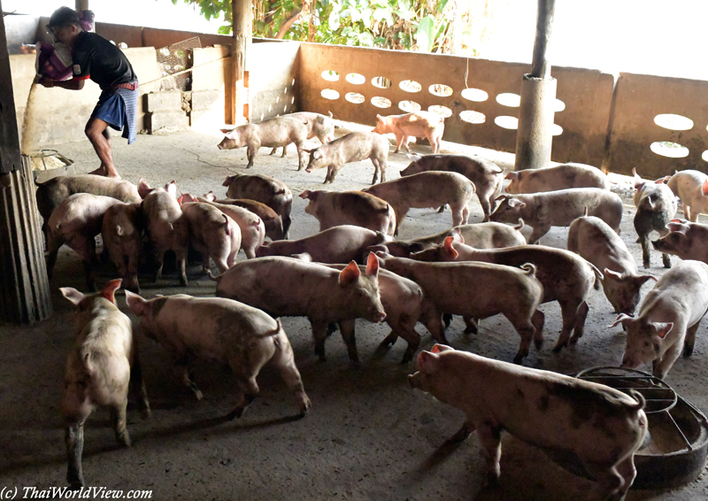 Pigs - Nakhon Pathom