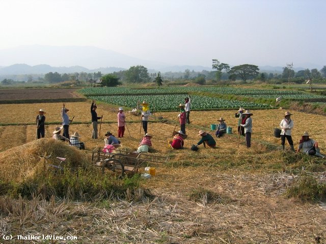 Thai farmers - Nan province