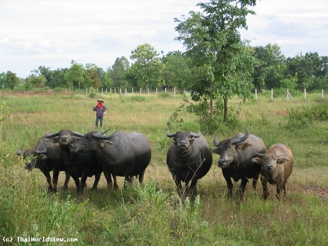 Buffaloes - Nongkhai province