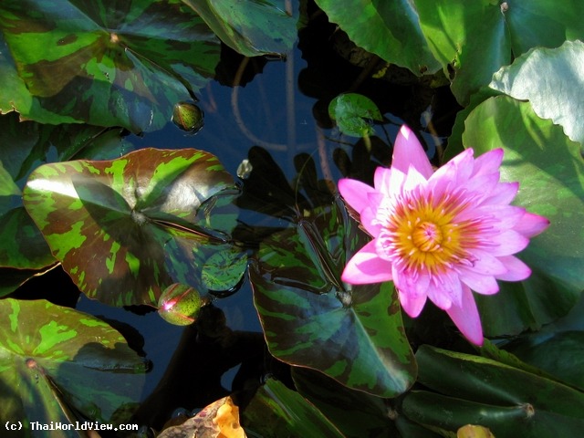 Lotus pond - Nongkhai province