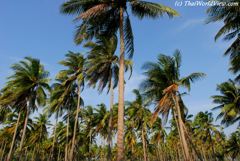 Coconut trees - Bang Saphan